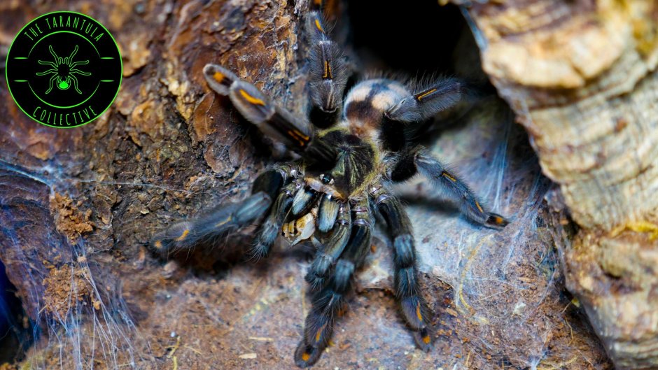 Psalmopoeus regalis
