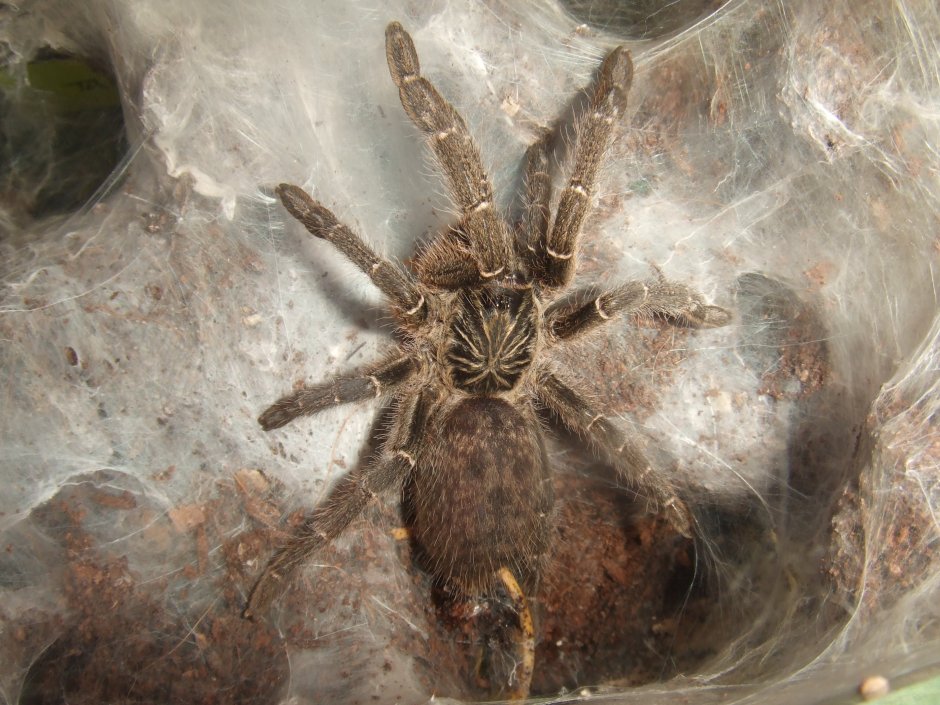 Ceratogyrus meridionalis