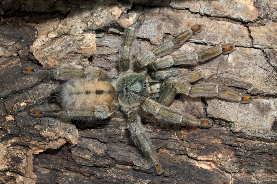Паук Psalmopoeus cambridgei