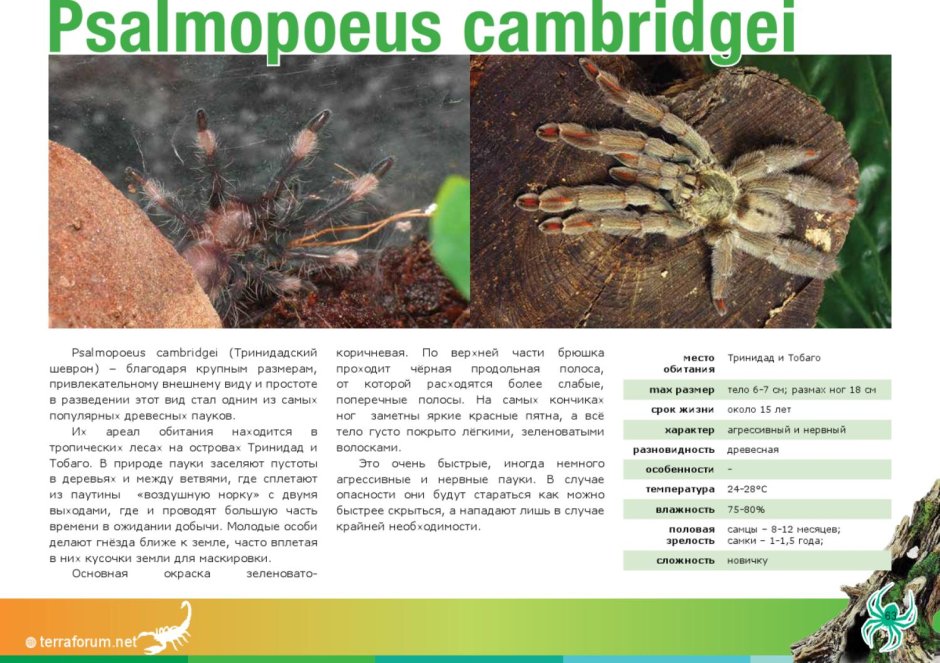 Psalmopoeus cambridgei определить пол