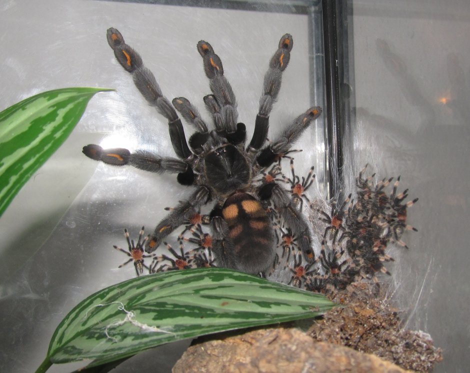 Паук-птицеед Psalmopoeus irminia