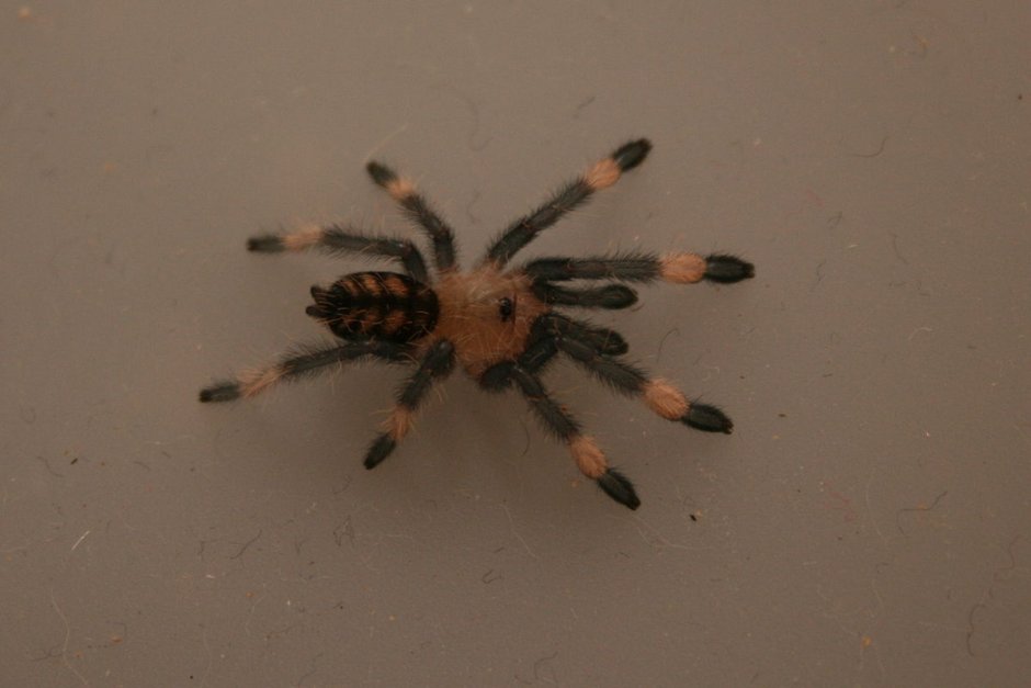 Psalmopoeus irminia самец