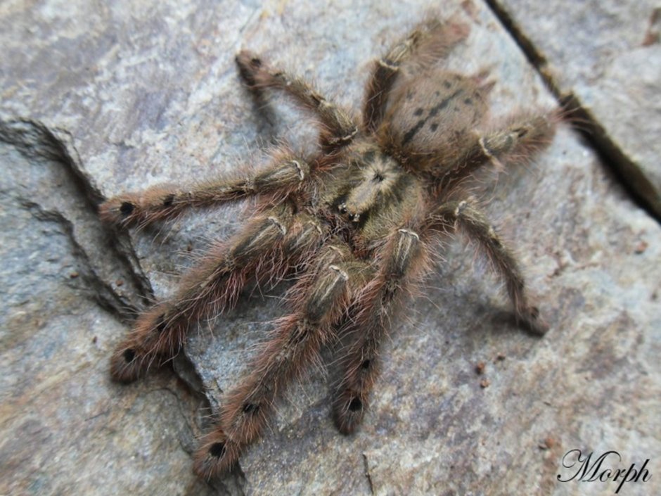 Stromatopelma calceatum l2