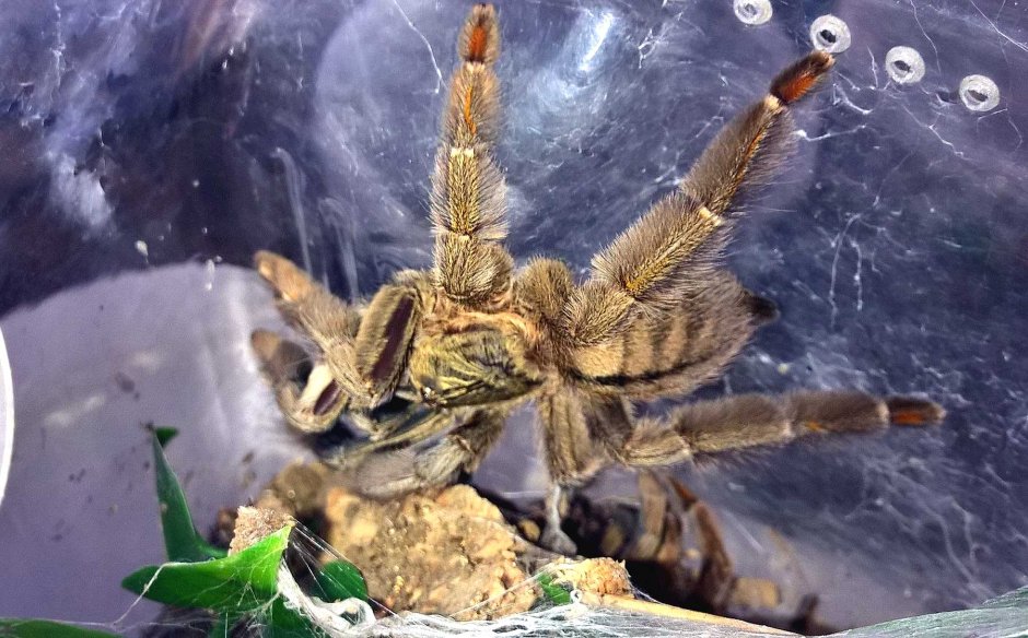 Psalmopoeus cambridgei малый Возраст