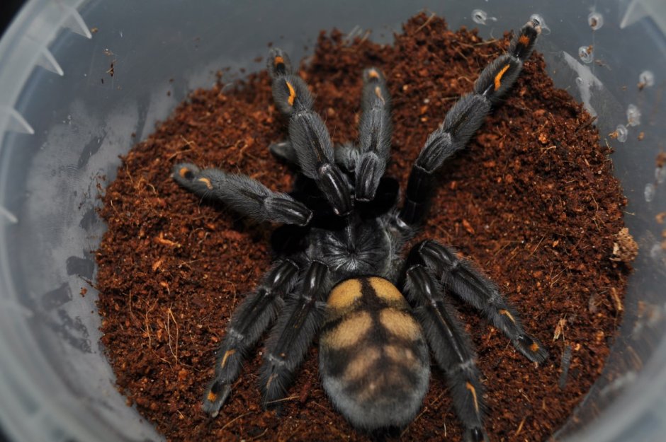 Psalmopoeus irminia l6