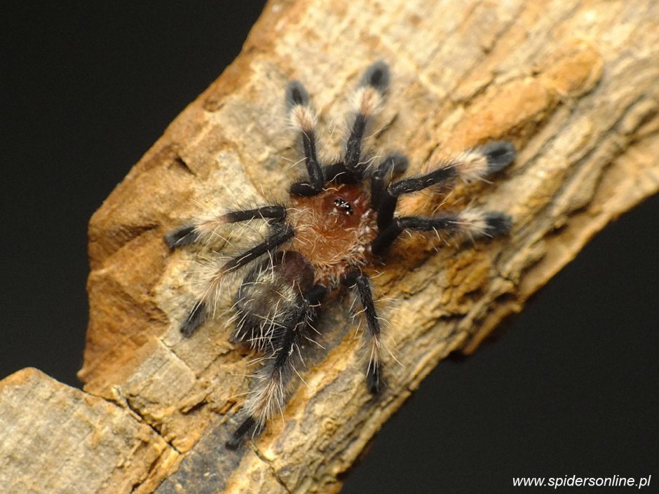 Psalmopoeus irminia