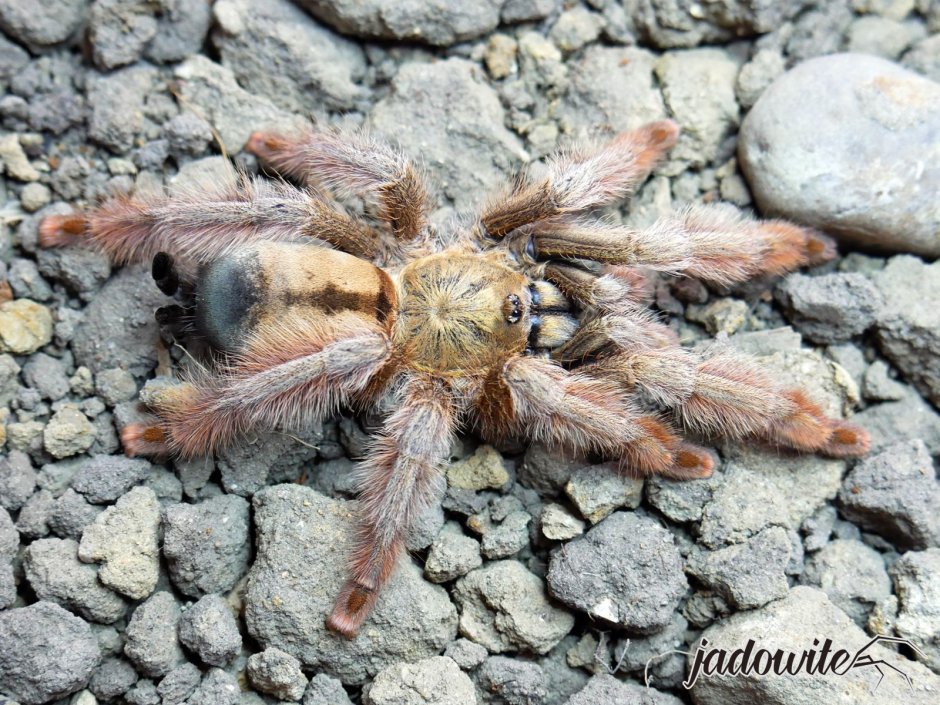 Psalmopoeus pulcher самец