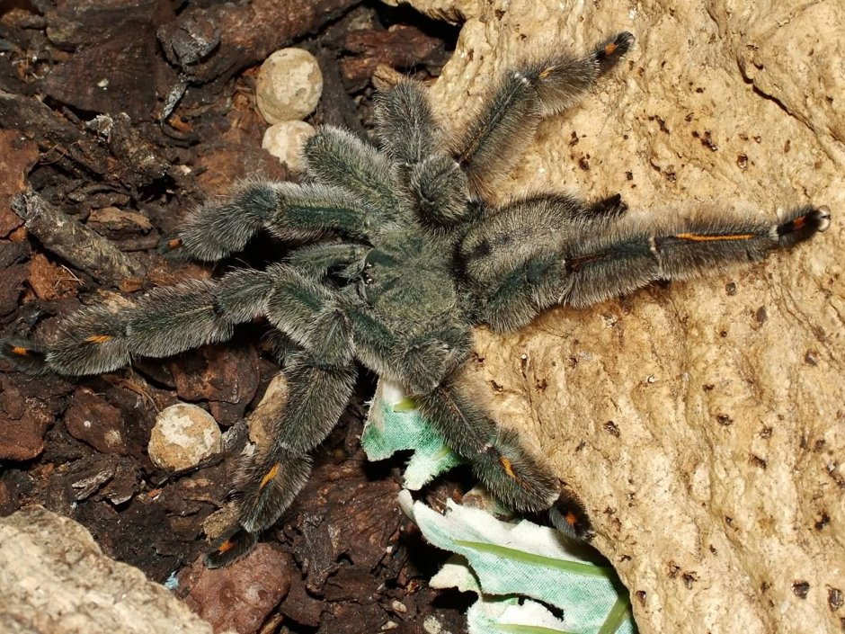 Psalmopoeus irminia