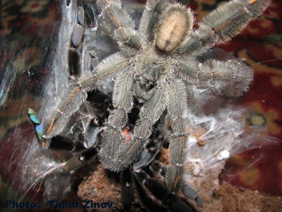 Psalmopoeus irminia l7