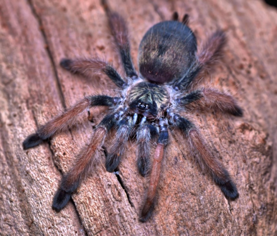 Паук Psalmopoeus pulcher