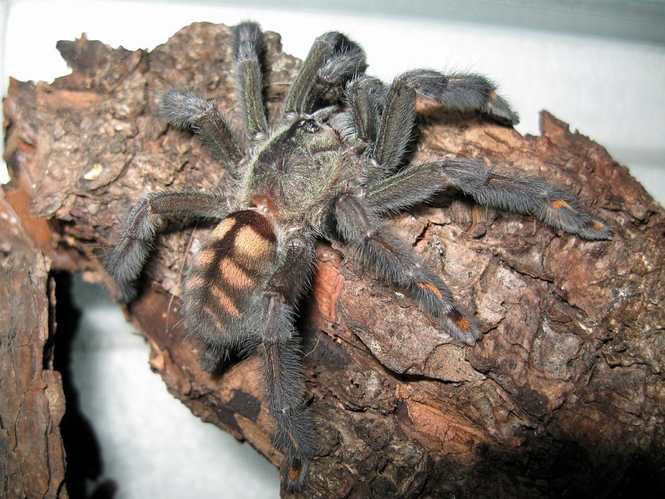 Паук Psalmopoeus irminia