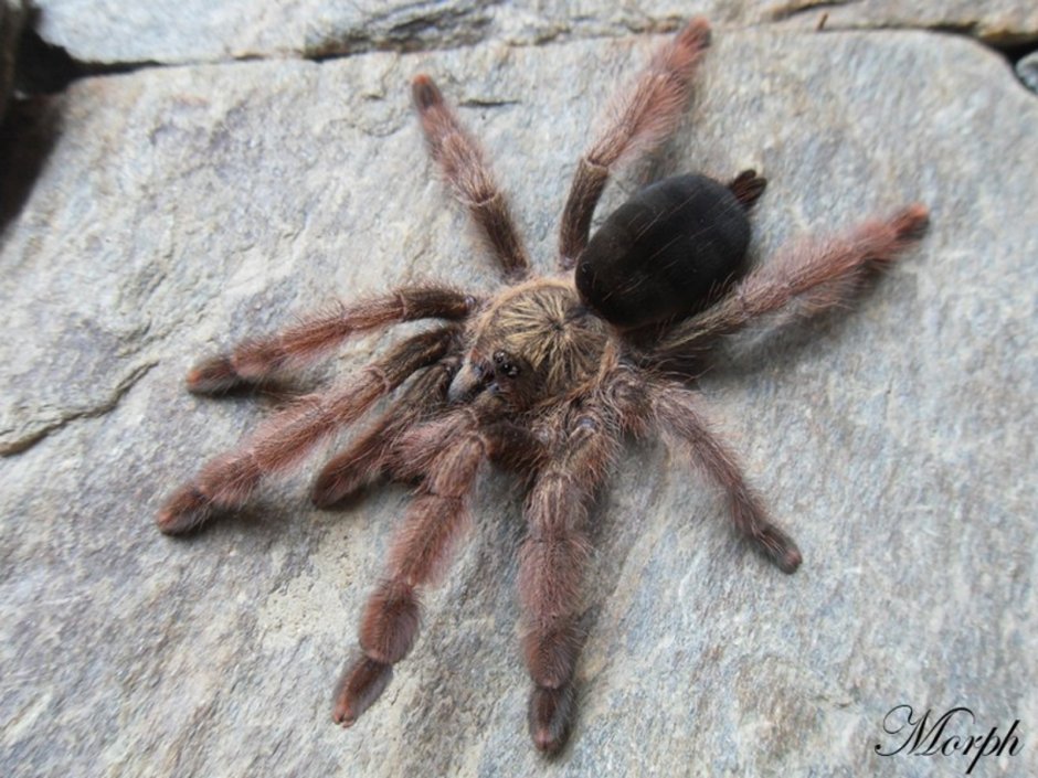 Паук Psalmopoeus pulcher