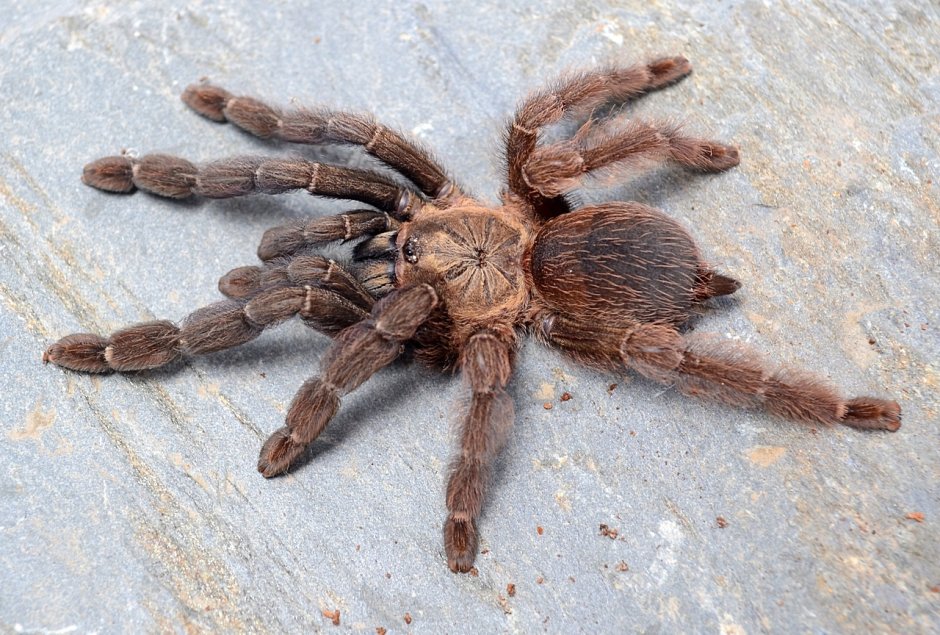 Psalmopoeus Emeraldus