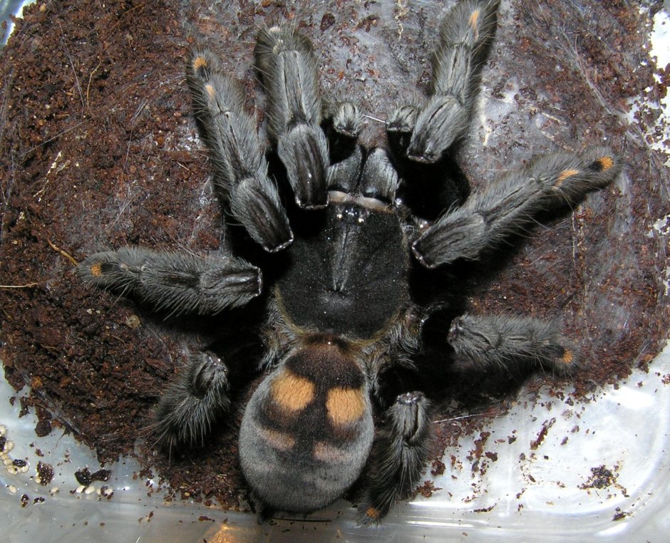 Psalmopoeus irminia самец