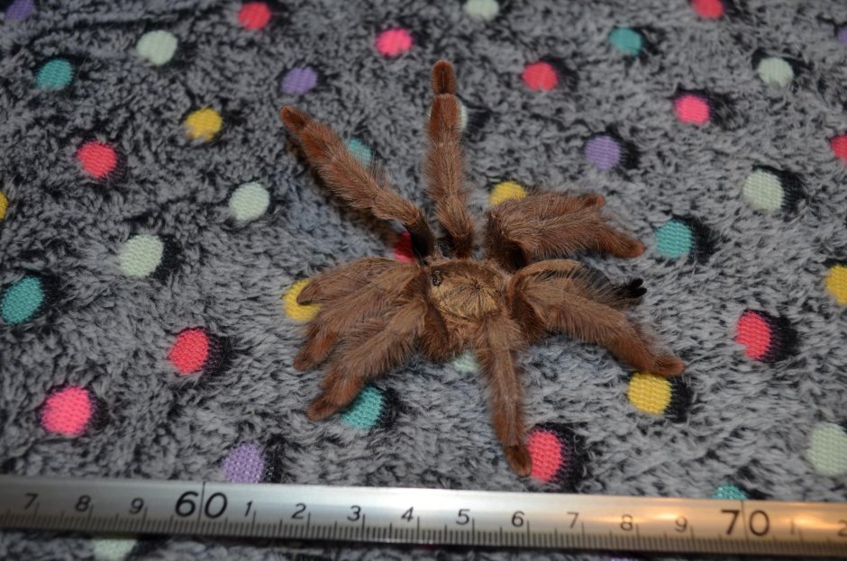 Psalmopoeus pulcher сперматека