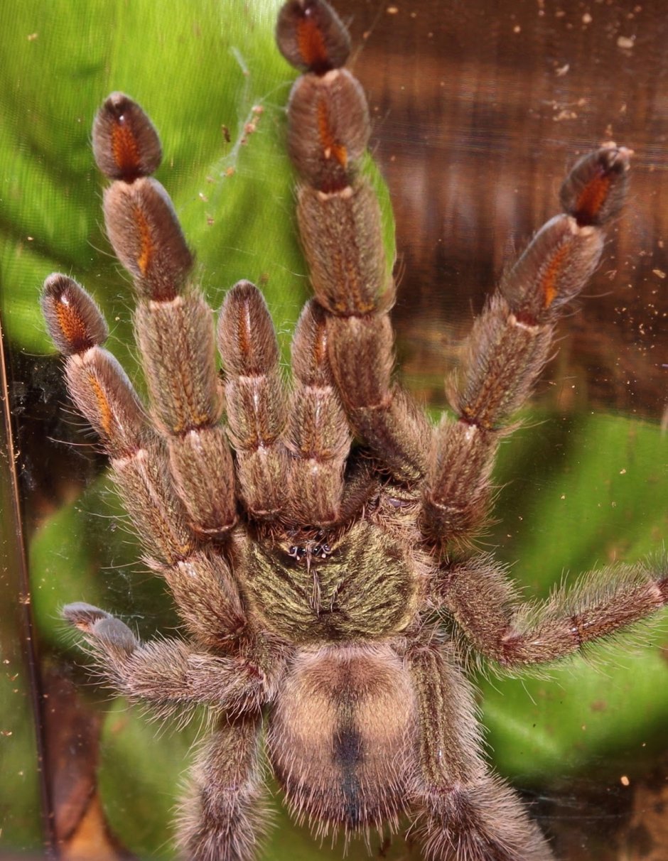 Psalmopoeus cambridgei самец