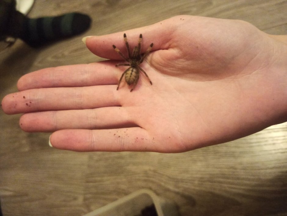 Psalmopoeus cambridgei на руке