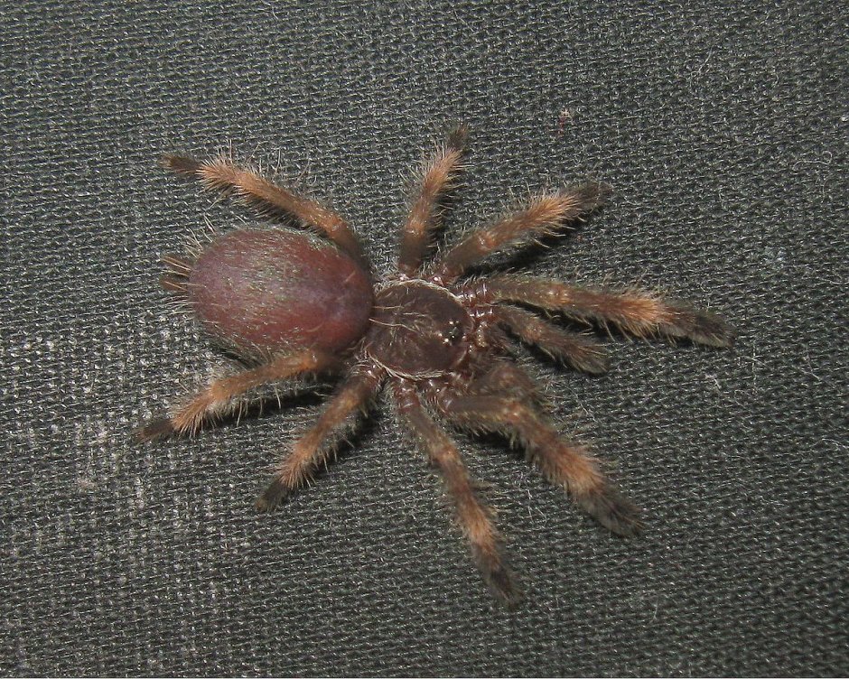 Птицеед reduncus