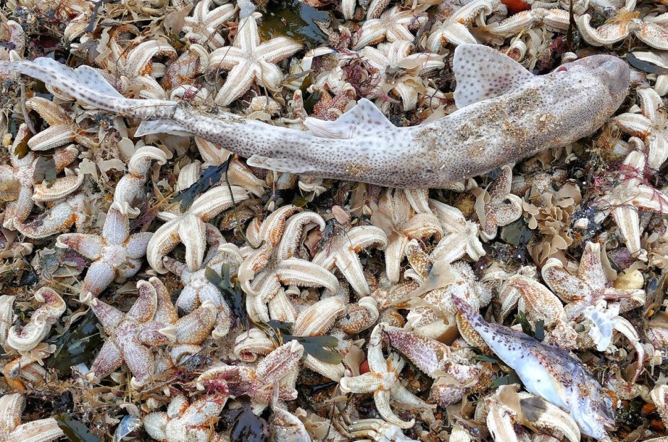 Циклофосфаты Мертвое море