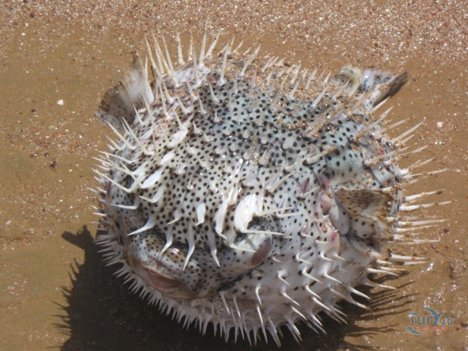 Обитатели мертвого моря