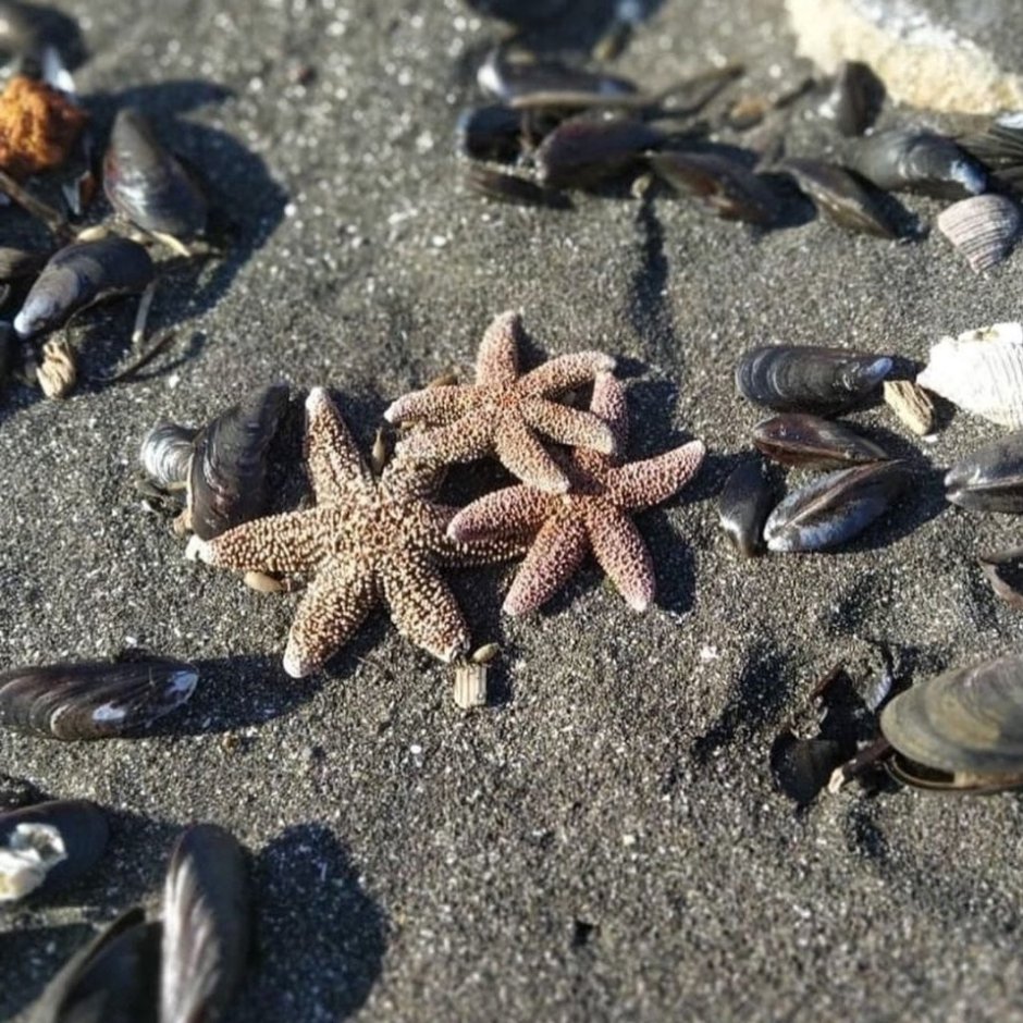 Загадочные обитатели морских глубин