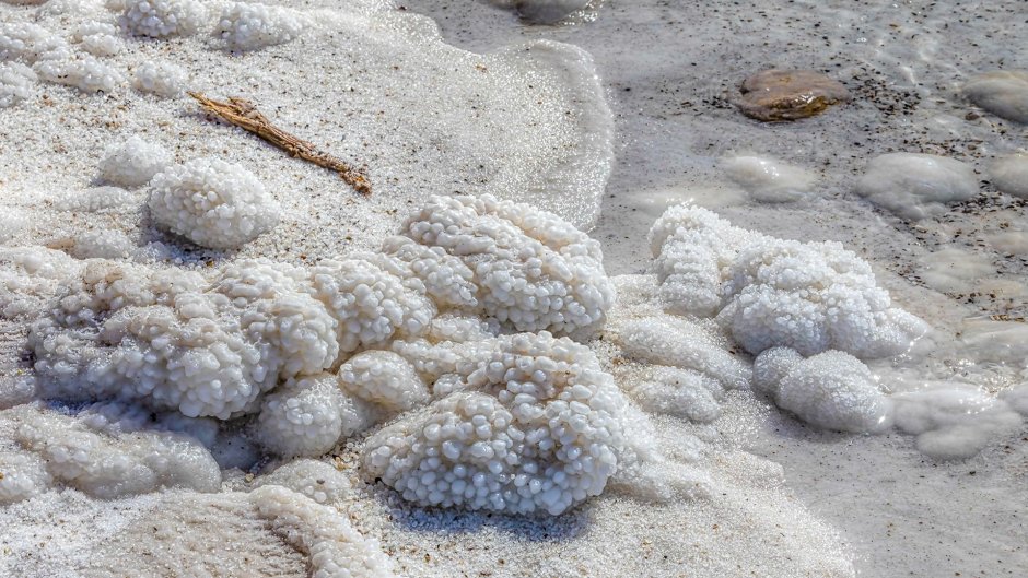 Архебактерия мертвого моря