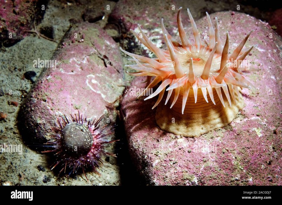 Обитатели мертвого моря