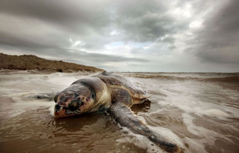 Рыба в Мертвом море