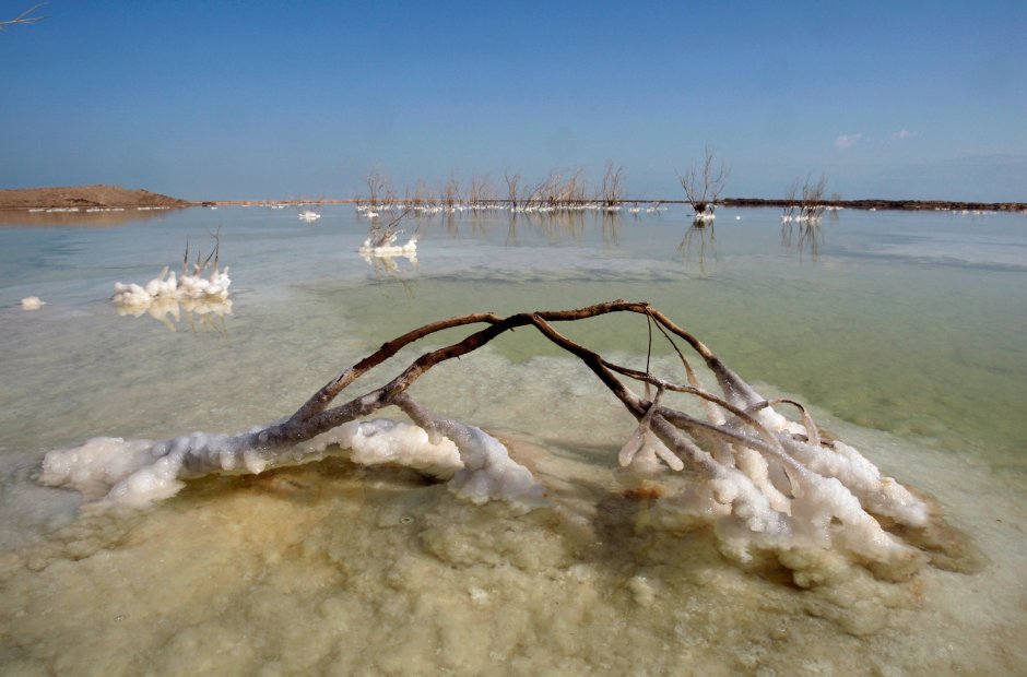 Медузы Аурелия в Абхазии