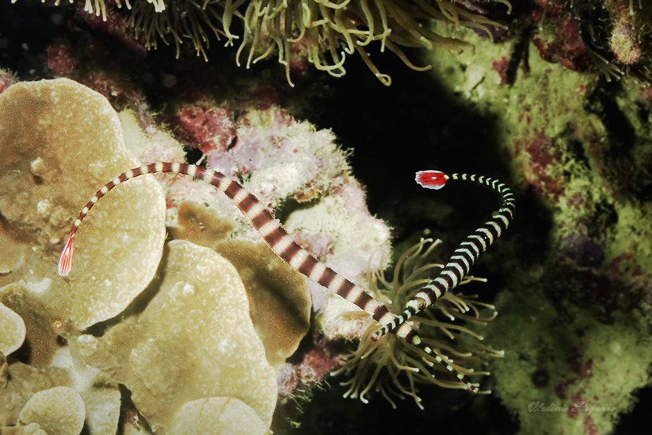 Сигалит Ландау художница