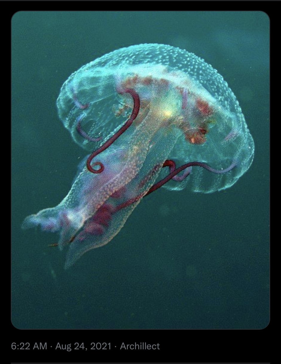 Морские звёзды выброшенные на берег