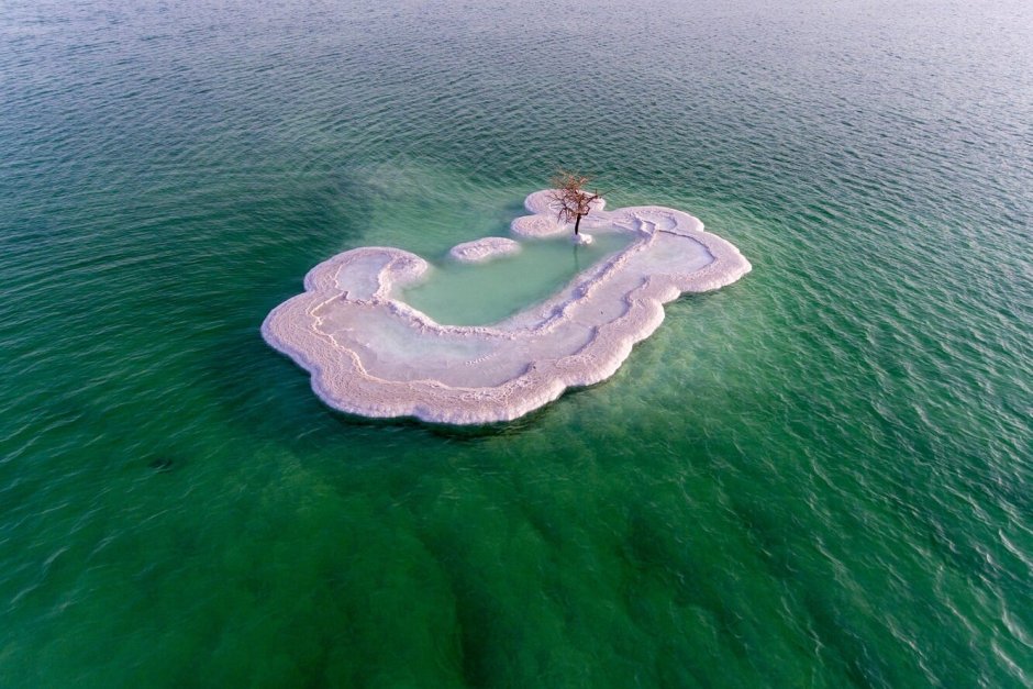 Neopetrolisthes maculatus