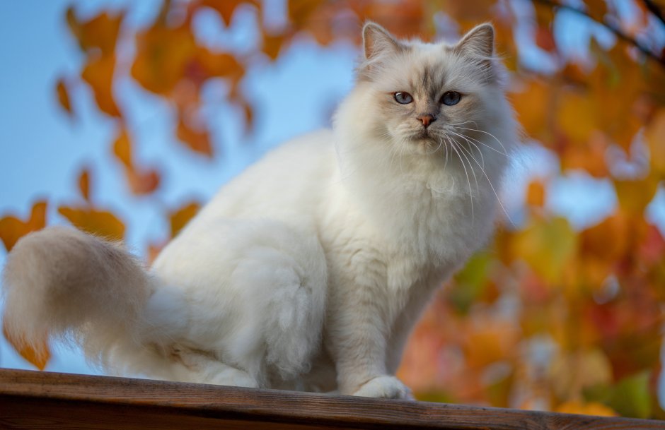 Невских маскарадных белых котят