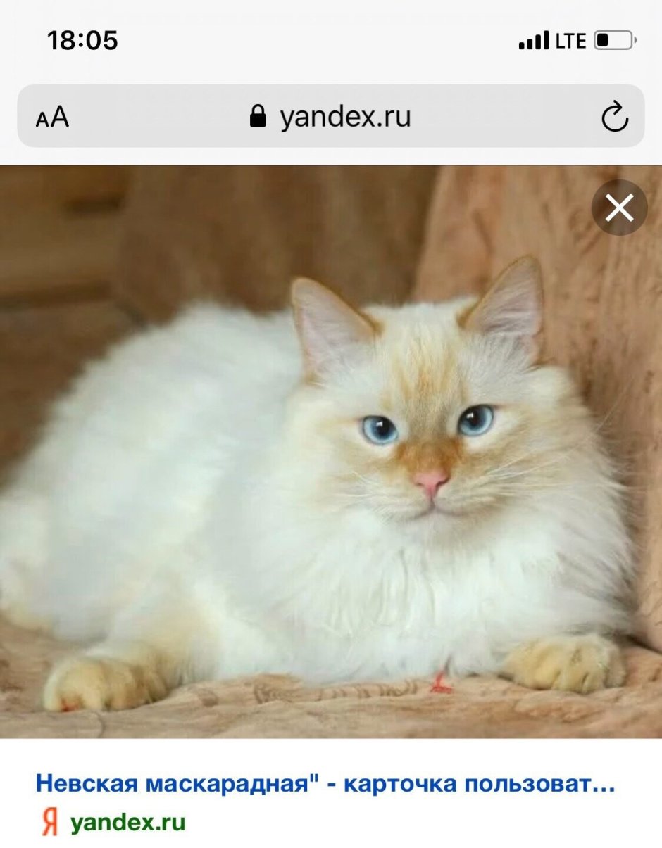 Невская маскарадная с турецкой ангорой
