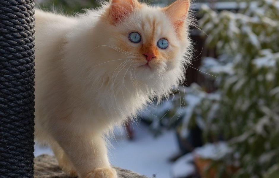 Рэгдолл кошка рыжий