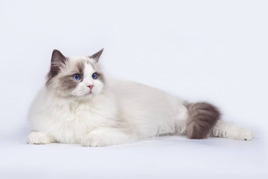 Тайская кошка рыжая