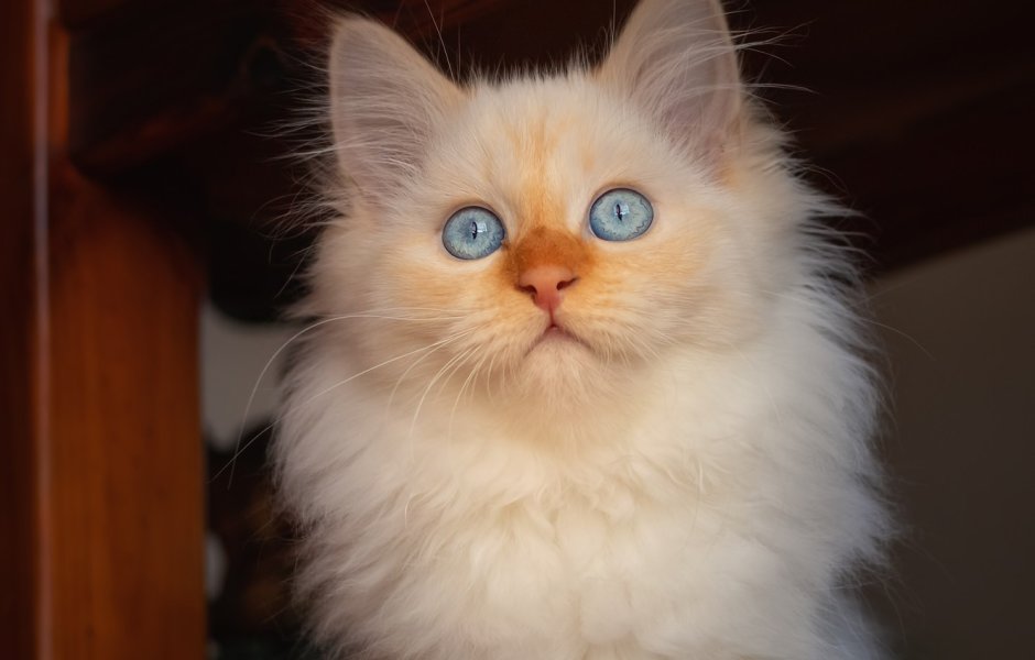 Тайская кошка фавн Пойнт