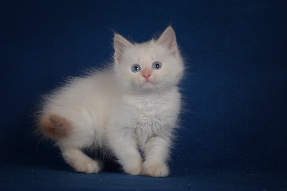 Котята Невской маскарадной кошки 1 месяц Блю-табби-поинт