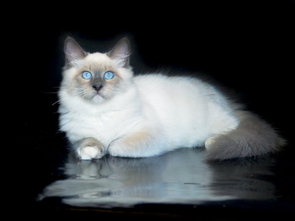 Бежевый с белым котенок