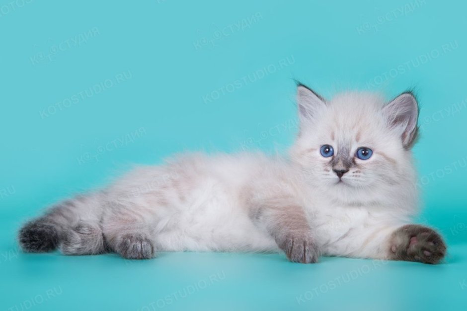 Окрас ред Пойнт у кошек