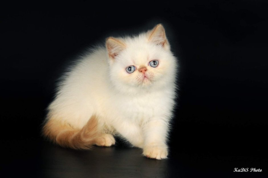 Британский колор Пойнт кот