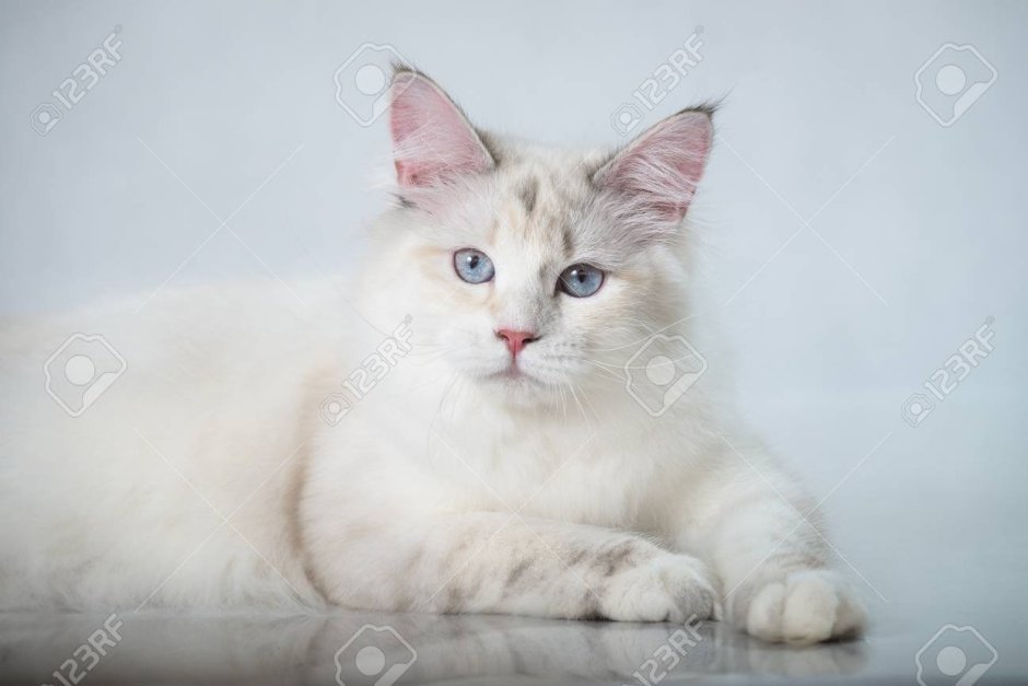 Тайская кошка ред Пойнт