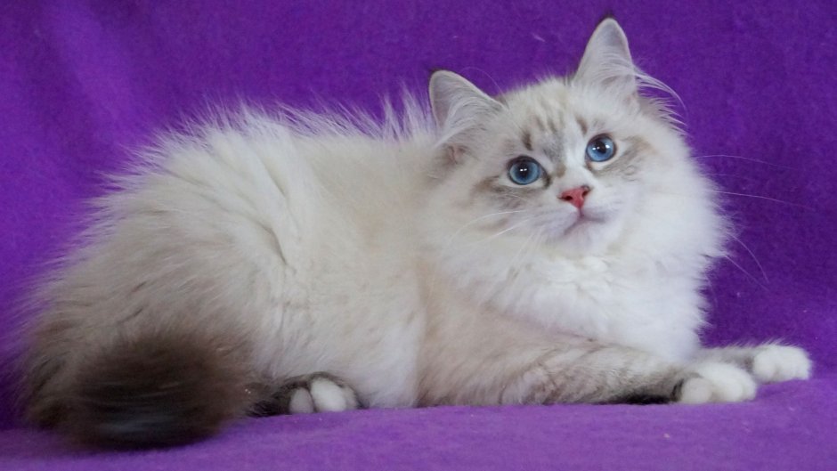Невская маскарадная кошка
