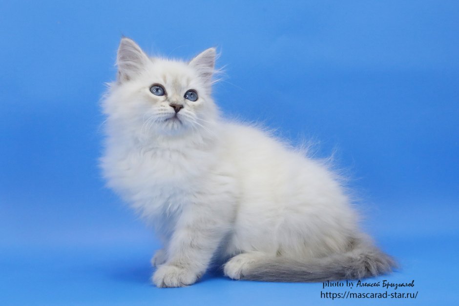 Ch Hedda Sibirskaya Rapsodiya*ru sib FS 09
