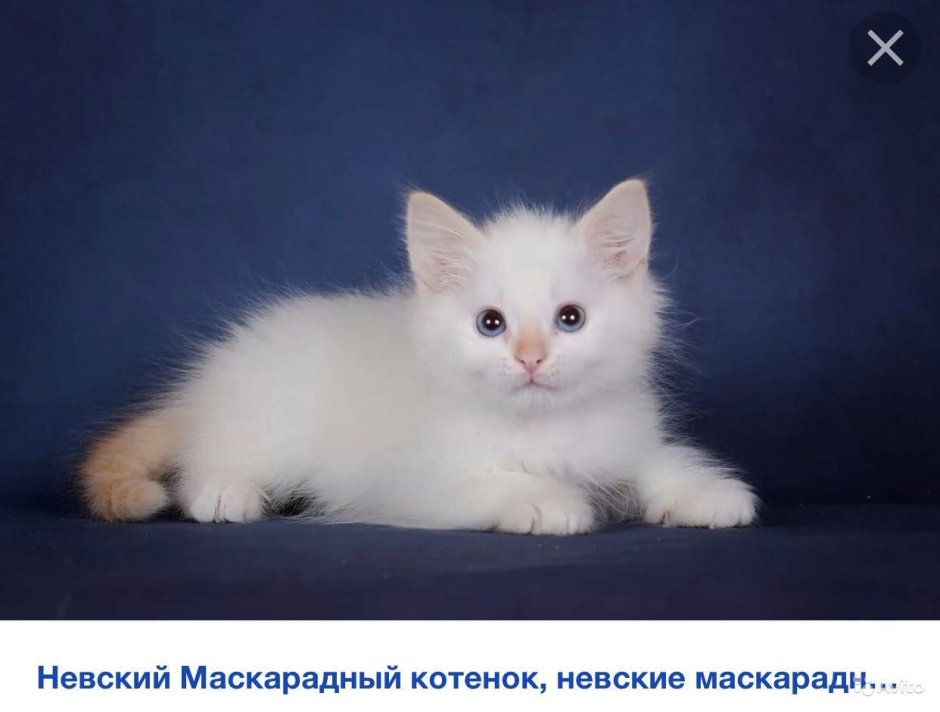 Невская маскарадная кошка рыжая
