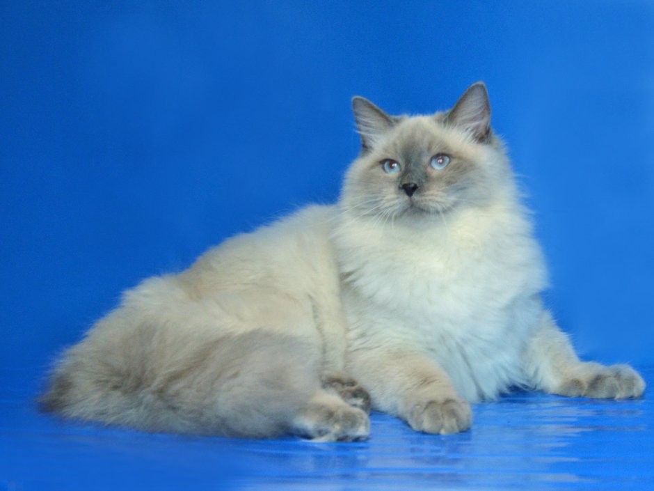 Кот Бостон