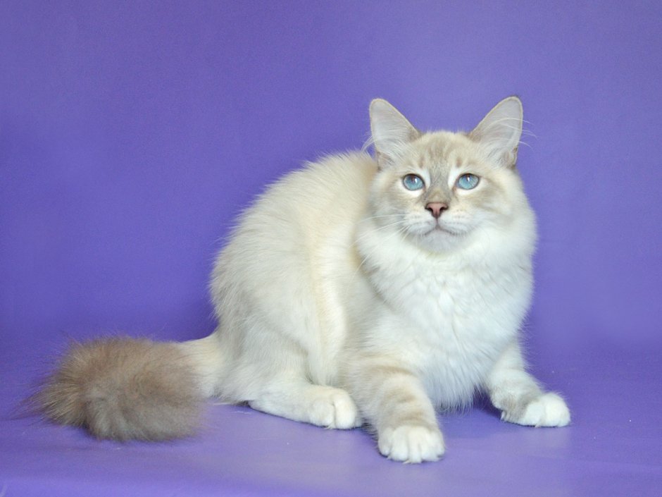 Невская маскарадная кошка REDPOINT