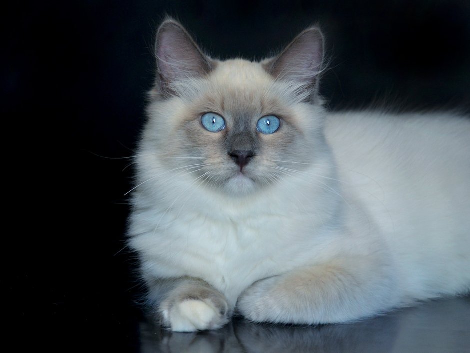 Невская маскарадная котенок 3 месяца