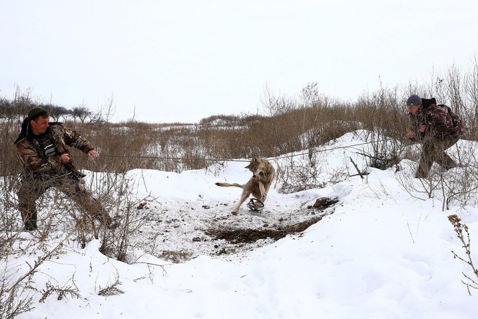 Стая Волков Архангельской области