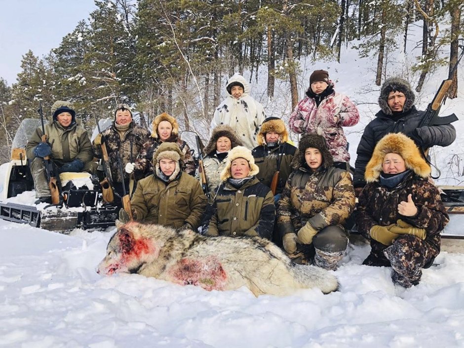 Волки стая